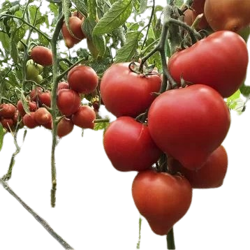 Насіння томатів Пеконет F1 , 10 нас (зіппер)(SYNGENTA) 4821000039359 фото