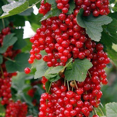 Смородина червона Ровада, шт