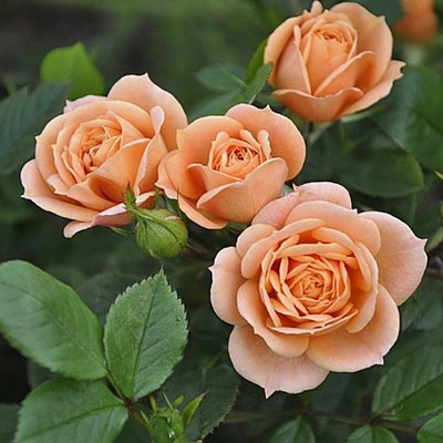 Троянда спрей Клементина (Clementine) 4821000049587 фото