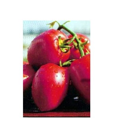 Насіння томату ДІНО F1, 10 нас (зіппер) 4821000095164 фото