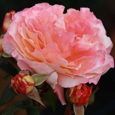Троянда чайно-гібридна Augusta Luise (Августа Луїза), шт 2930000001210 фото