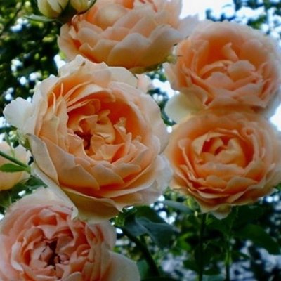 Троянда плетиста Полька 4821000039861 фото
