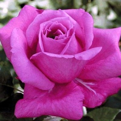 Троянда чайно-гібридна Violette Parfume 4821000039731 фото