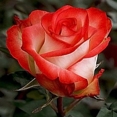 Троянда чайно-гібридна Блаш 4821000039557 фото