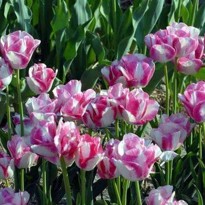 Тюльпан Rosy Bouquet (11/12), шт