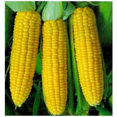 Насіння кукурудзи суперсолодкої Юрмала , 50 шт (зіппер) 4821000032022 фото