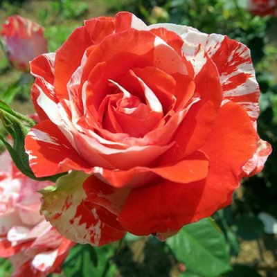 Троянда чайно-гібридна Оранж Інтуішн (Orange Intuition), шт 2230000005158 фото
