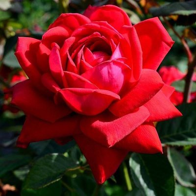 Троянда чайно-гібридна Бургунд 4821000047057 фото