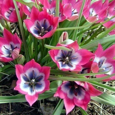 Тюльпан Little Beauty (5/6), шт