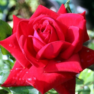 Троянда чайно-гібридна Dame de Coeur (Дам де Кьор), шт 2930000001296 фото