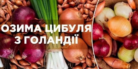 Озима цибуля саджанка