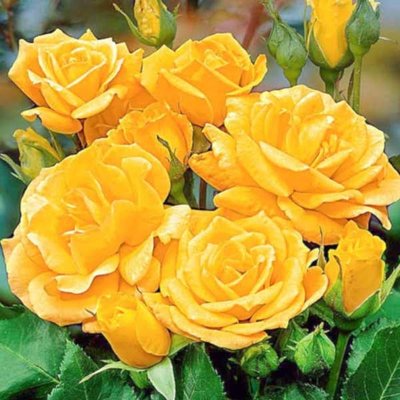 Троянда поліантова Arthur Bell (Артур Белл), шт 2930000001289 фото