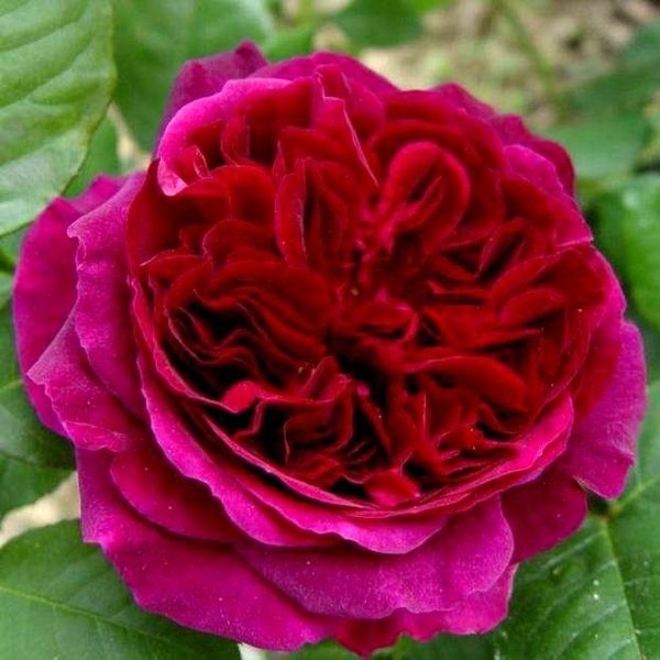 Роза английская Мунстед Вуд, шт 2930000001340 фото