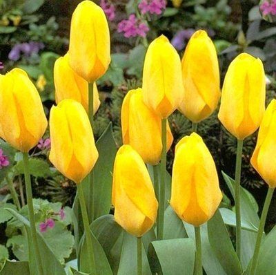 Тюльпан Candela (12/14), шт