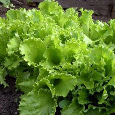 Насіння салату Одеський кучерявець, 1 г (зіппер)