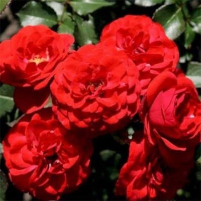 Троянда поліантова Cordula (Кордула), шт 2930000001302 фото