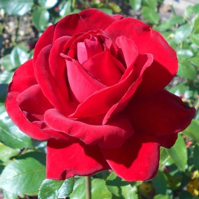 Троянда чайно-гібридна Ingrid Bergman (Інгрід Бергман), шт 2930000001241 фото