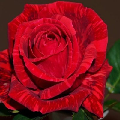 Троянда чайно-гібридна Ред Інтуішн (Red Intuition) 2230000004328 фото