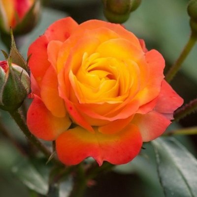 Троянда поліантова Румба (Rumba) 4821000049556 фото