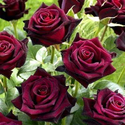 Троянда чайно-гібридна Блек Баккара (Black Baccara) 2230000004335 фото