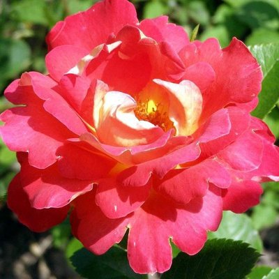 Роза парковая Павлиный глаз, шт 2930000001371 фото