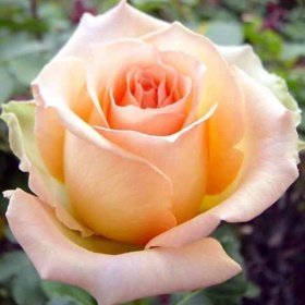 Троянда чайно-гібридна Версілія (Versilia), шт 2230000004342 фото