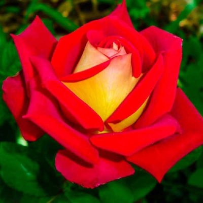 Троянда чайно-гібридна Lustige (Люстіге), шт 2930000001272 фото