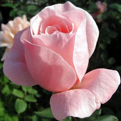 Троянда чайно-гібридна Queen of England 4821000039694 фото