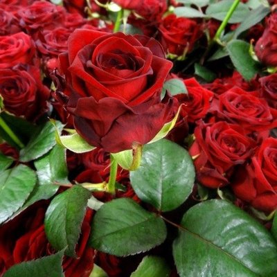 Троянда чайно-гібридна Ред Наомі (Red Naomi) 2230000004359 фото