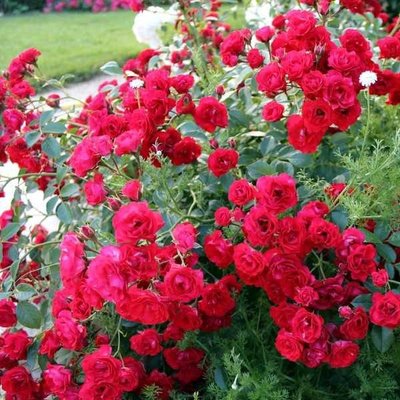 Троянда грунтопокривна Scarlet Meillandecor 4821000039960 фото