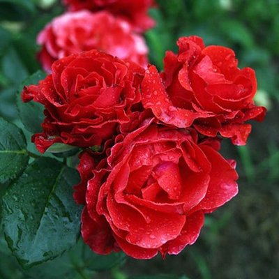 Троянда чайно-гібридна Ельторо (El Toro) 2230000004366 фото