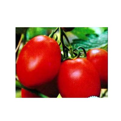 Насіння томату КОЛІБРІ F1, 5 нас (зіппер) 2930000027814 фото