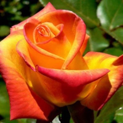 Троянда чайно-гібридна Red Gold (Ред Голд), шт 2930000001319 фото
