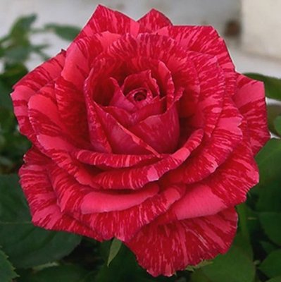 Троянда чайно-гібридна Red International) 4821000049662 фото