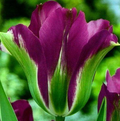 Тюльпан Violet Bird, шт