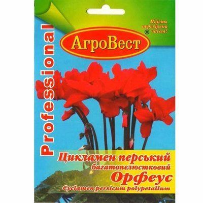 Квіти Цикламен перський Орфеус 5 шт (АгроВест)
