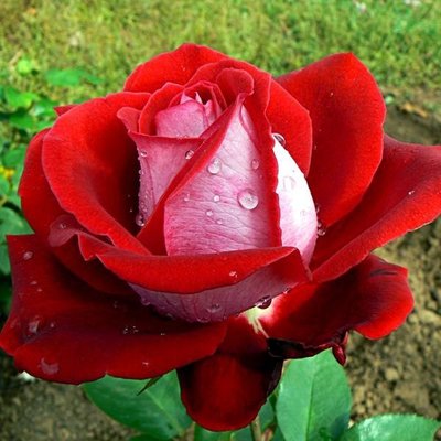 Роза флорибунда Альянс, шт 2930000001425 фото