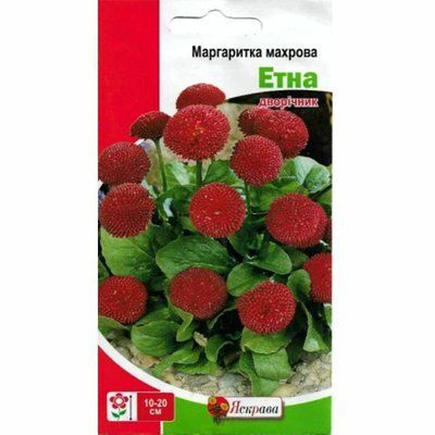 Маргаритка махрова Етна червона 0,1 г (Яскрава)