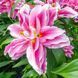 Лілія Roselily Ciara - РОЗМІР 18/20, шт -