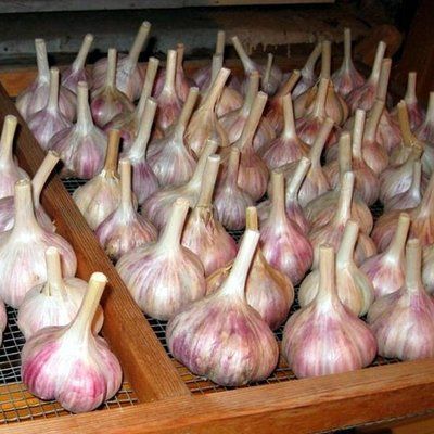 Часник Лідія, 0,2 кг