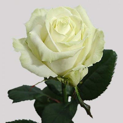 Троянда чайно-гібридна Аваланж 4821000039540 фото
