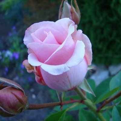 Троянда чайно-гібридна Вівальді 4821000039649 фото