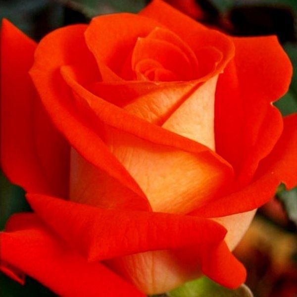 Роза чайно-гибридная Верано, шт 2930000001432 фото