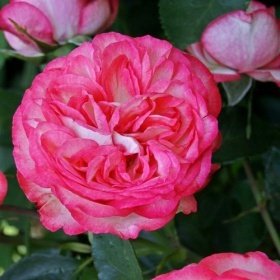 Троянда англійська Рожевий лід 4821000047026 фото