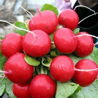 Насіння редиски Кармеса, 3 г (зіппер)