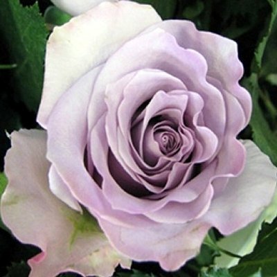 Троянда чайно-гібридна Оушен Сонг (Ocean Song), шт 2230000005165 фото
