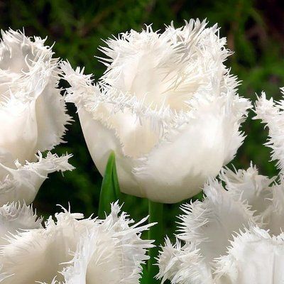 Тюльпан Swan Wings, шт