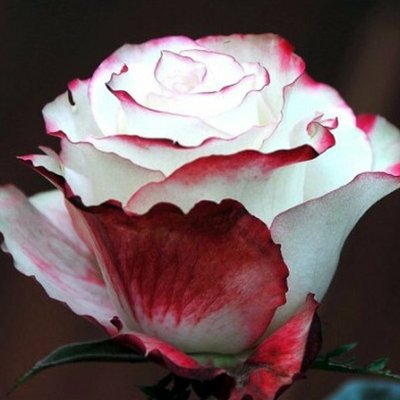 Троянда чайно-гібридна Світнес (Sweetness) 2230000005097 фото