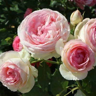Троянда плетиста Еден Роуз(Eden Rose), шт