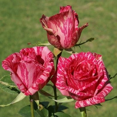 Троянда чайно-гібридна Pink Intuition 4821000039700 фото